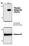 Histone H3 antibody, PA5-17360, Invitrogen Antibodies, Western Blot image 