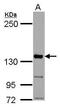 Cytoplasmic FMR1 Interacting Protein 1 antibody, PA5-31984, Invitrogen Antibodies, Western Blot image 