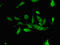 ALG13 UDP-N-Acetylglucosaminyltransferase Subunit antibody, orb47775, Biorbyt, Immunofluorescence image 