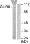 Glutamate Metabotropic Receptor 8 antibody, LS-B7023, Lifespan Biosciences, Western Blot image 