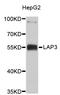 Leucine Aminopeptidase 3 antibody, abx126958, Abbexa, Western Blot image 
