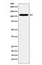Leucine Rich Repeat Containing G Protein-Coupled Receptor 6 antibody, M05990-1, Boster Biological Technology, Western Blot image 