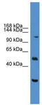 Nuclear Factor Of Activated T Cells 2 antibody, TA343699, Origene, Western Blot image 