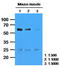 Calsequestrin-2 antibody, MBS200202, MyBioSource, Western Blot image 