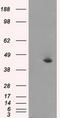Mitogen-Activated Protein Kinase 8 antibody, TA500081, Origene, Western Blot image 