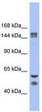 FBXL10 antibody, TA345447, Origene, Western Blot image 
