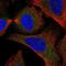 Synaptosome Associated Protein 29 antibody, NBP2-58573, Novus Biologicals, Immunofluorescence image 