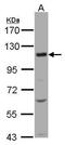 Solute carrier family 12 member 7 antibody, TA308174, Origene, Western Blot image 