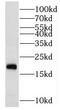 Mitochondrial Ribosomal Protein S24 antibody, FNab05355, FineTest, Western Blot image 