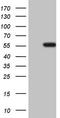 Asparaginyl-TRNA Synthetase 2, Mitochondrial antibody, TA806498S, Origene, Western Blot image 