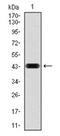 Ras-related protein Rap-1A antibody, AM06751PU-N, Origene, Western Blot image 