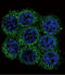 Proprotein Convertase Subtilisin/Kexin Type 2 antibody, LS-C100271, Lifespan Biosciences, Immunofluorescence image 