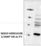 MAX Dimerization Protein 4 antibody, H00010608-B02P, Novus Biologicals, Western Blot image 