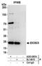 Exosome Component 5 antibody, A303-887A, Bethyl Labs, Immunoprecipitation image 