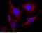 Nanos C2HC-Type Zinc Finger 1 antibody, 100529-T10, Sino Biological, Immunohistochemistry paraffin image 
