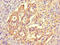 NAF-1 antibody, orb35395, Biorbyt, Immunohistochemistry paraffin image 