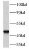 Egl-9 Family Hypoxia Inducible Factor 1 antibody, FNab06375, FineTest, Western Blot image 