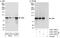 Cold Shock Domain Containing E1 antibody, A303-158A, Bethyl Labs, Immunoprecipitation image 