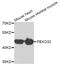 F-box only protein 32 antibody, PA5-76786, Invitrogen Antibodies, Western Blot image 