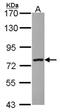 Zinc Finger BED-Type Containing 1 antibody, NBP2-16225, Novus Biologicals, Western Blot image 