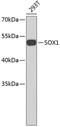 SRY-Box 1 antibody, 18-935, ProSci, Western Blot image 