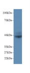 CD72 Molecule antibody, LS-C293370, Lifespan Biosciences, Western Blot image 
