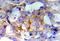 EGFR antibody, AP20882PU-N, Origene, Immunohistochemistry frozen image 