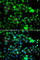 N(Alpha)-Acetyltransferase 20, NatB Catalytic Subunit antibody, A7105, ABclonal Technology, Immunofluorescence image 