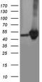 Cytokine Receptor Like Factor 3 antibody, TA812350S, Origene, Western Blot image 