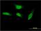 SEC14 Like Lipid Binding 2 antibody, MA5-21494, Invitrogen Antibodies, Immunofluorescence image 