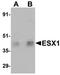 ESX Homeobox 1 antibody, orb89857, Biorbyt, Western Blot image 