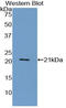 Von Willebrand Factor antibody, LS-C297004, Lifespan Biosciences, Western Blot image 