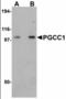 Family With Sequence Similarity 120B antibody, orb89839, Biorbyt, Western Blot image 