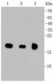 Ras antibody, NBP2-67290, Novus Biologicals, Western Blot image 
