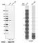 Solute Carrier Family 8 Member B1 antibody, NBP1-83607, Novus Biologicals, Western Blot image 