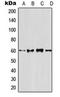 TNF Receptor Superfamily Member 11b antibody, orb216171, Biorbyt, Western Blot image 