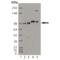 Insulin Receptor antibody, ADI-905-683-100, Enzo Life Sciences, Western Blot image 
