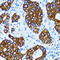 Cathepsin E antibody, 18-763, ProSci, Immunohistochemistry frozen image 