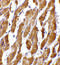 Prostaglandin D2 Receptor 2 antibody, 4027, ProSci, Immunohistochemistry paraffin image 
