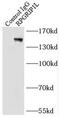 RPGRIP1 Like antibody, FNab07404, FineTest, Immunoprecipitation image 