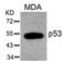 p53 antibody, AP08045PU-S, Origene, Western Blot image 