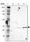 Chromosome X Open Reading Frame 21 antibody, HPA001185, Atlas Antibodies, Western Blot image 