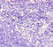 Corneodesmosin antibody, LS-C677476, Lifespan Biosciences, Immunohistochemistry paraffin image 
