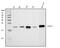 HCNP antibody, A01668, Boster Biological Technology, Western Blot image 