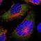 NIM1 Serine/Threonine Protein Kinase antibody, NBP2-14254, Novus Biologicals, Immunofluorescence image 