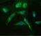 Arylsulfatase A antibody, PB9477, Boster Biological Technology, Immunofluorescence image 
