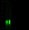 hPD-1 antibody, 10377-T48, Sino Biological, Western Blot image 
