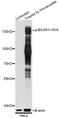 BCAR1 Scaffold Protein, Cas Family Member antibody, LS-C750596, Lifespan Biosciences, Western Blot image 