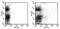 c-Kit antibody, 11-1171-82, Invitrogen Antibodies, Flow Cytometry image 