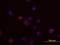 C-Type Lectin Domain Containing 11A antibody, MAB1904, R&D Systems, Immunofluorescence image 